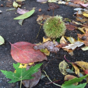 Fall Underfoot