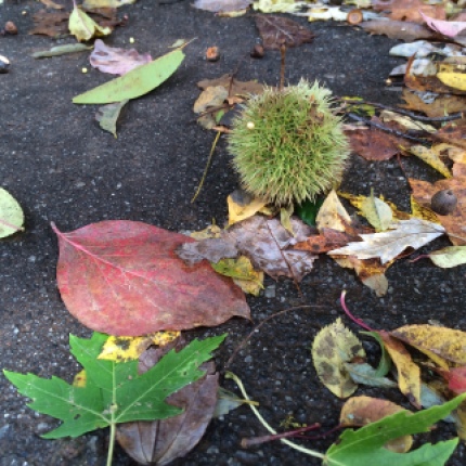 Fall Underfoot