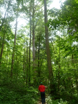 My oldest son contemplates the tulip poplars at Joyce Kilmer Memorial Forest.